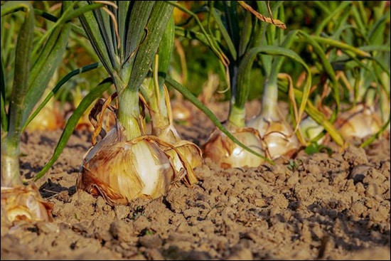 Plandu / Onion (Allium Cepa) Plandu, Onion, Allium Cepa
