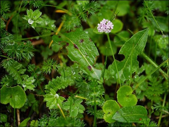 Tagar / Indian Valerian (Valeriana wallichii) Tagar, Indian Valerian, Valeriana wallichii