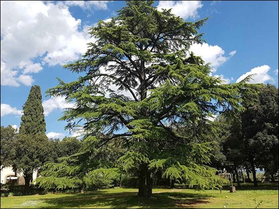 Devdaru / Deodar (Cedrus Deodara) Devdaru, Deodar, Cedrus Deodara