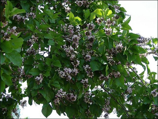 Karanj / Indian Beech (Pongamia Pinnata) Karanj, Indian Beech, Pongamia Pinnata