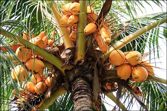Narikel / Coconut (Cocos Nucifera) Narikel, Coconut, Cocos Nucifera