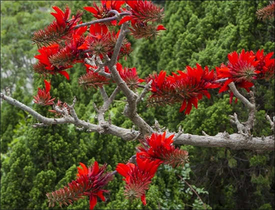 Paribhadra / Indian Coral Tree (Erythrina variegata) Paribhadra, Indian Coral Tree, Erythrina variegata
