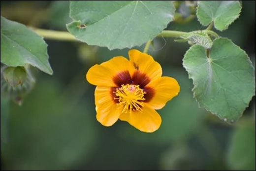 Atibala / Country mallow / Abutilon Indicum Atibala, Country mallow, Abutilon Indicum