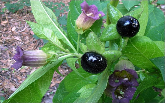Angurshafa / Soochi / Atropa belladonna Angurshafa, Soochi, Atropa belladonna