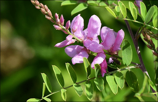 Neelini / Indigo / Indigofera Tinctoria - Classification, Ayurvedic ...