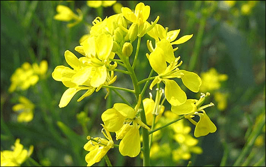 Rajeeka / Indian Mustard / Brassica Juncea Rajeeka, Indian Mustard, Brassica Juncea