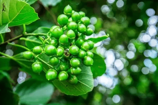 Shleshmatak / Sebesten / Cordia Dichotoma Shleshmatak, Sebesten, Cordia Dichotoma