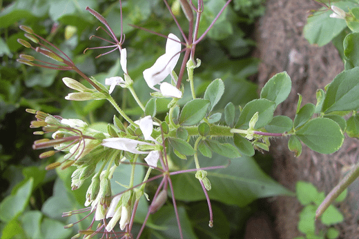 Tilparnni / Dog Mustard / Gynandropsis gynandra Tilparnni, Dog Mustard, Gynandropsis gynandra