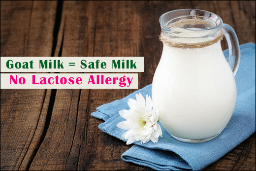 Goat milk, Safe milk, Importance of goat milk, Various types of milk, Health benefits of goat milk, Cows milk, No lactose allergy