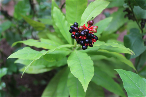 Sarpagandha / Rauvolfia serpentina Sarpagandha / Rauvolfia serpentina