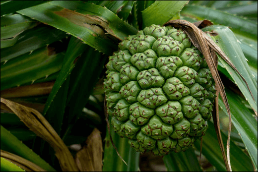 Ketak / Scre pine / Pandanus odorotissimus Ketak Ayurvedic Properties, Benefits of Ketak, Botanical Name of Ketak, Classification, Effects On Doshas, Synonyms, Pandanus odorotissimus, Scre pine, Health, Dosage, Ayurvedic products
