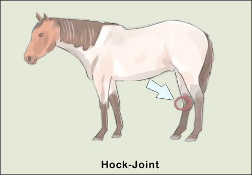 Hock Joint Equine Ayurveda Therapeutics, Ayurveda For Horses, Ayurveda and Equine Health, Hock Joint, Ayurvedic Aspect Of Degenerative Joint In Horses, Ayurvedic Treatment Of Equine Joint Diseases, Herbal Remedies For Diseases Of Horses, Herbal Remedies for Hock Joint, Herbs For Equine Joint Diseases, Equine Joint Diseases, Degenerative Joint In Horses