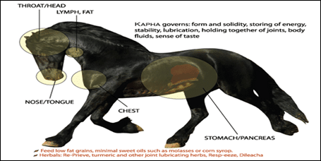 Equine Ayurveda Therapeutics, Ayurveda For Horses, Ayurveda and Equine Health, Hock Joint, Ayurvedic Aspect Of Degenerative Joint In Horses, Ayurvedic Treatment Of Equine Joint Diseases, Herbal Remedies For Diseases Of Horses, Herbal Remedies for Hock Joint, Herbs For Equine Joint Diseases, Equine Joint Diseases, Degenerative Joint In Horses