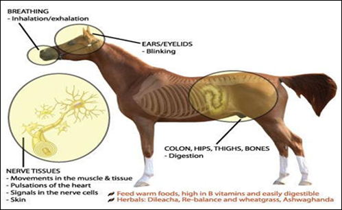 Equine Ayurveda Therapeutics, Ayurveda For Horses, Ayurveda and Equine Health, Hock Joint, Ayurvedic Aspect Of Degenerative Joint In Horses, Ayurvedic Treatment Of Equine Joint Diseases, Herbal Remedies For Diseases Of Horses, Herbal Remedies for Hock Joint, Herbs For Equine Joint Diseases, Equine Joint Diseases, Degenerative Joint In Horses