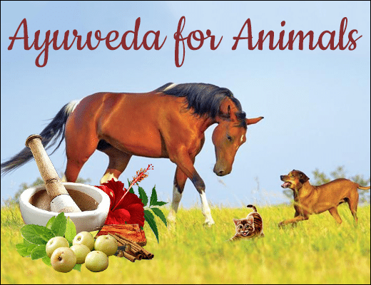 Ayurveda For Animals Ayurveda For Animals, Ayurveda For Pets, Planet Ayurveda For Animals, Ayurveda In Veterinary Medicine, Ayurvedic Veterinary Medicine, AVM, Ayurvedic Herbs, Animal Care, Herbal Remedies For Pets, Ayurvedic Medicine For Animals, Veterinary Science, Ayurvedic Treatment For Animals, Planet Ayurveda Products, Herbal Remedies, Herbal Supplements, Acharya Shalihotra