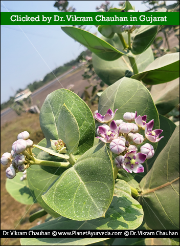 Calotropis Procera, Madaar, Shwet ark, Raktaark, Shwetark, Rakta ark, Versatile Plant, Medicinal Properties, Apocynaceae, Akanda, Madar, Classical Reference, Properties Of Calotropis Procera, Medicinal Uses Of Calotropis Procera, Dosage And Formulation, Medicinal Products Containing Arka, Calotropis Procera Plant, Benefits Of Calotropis Procera, Pharmacological Properties, Classical Categorization, Sanskrit Synonyms Of Calotropis Procera 