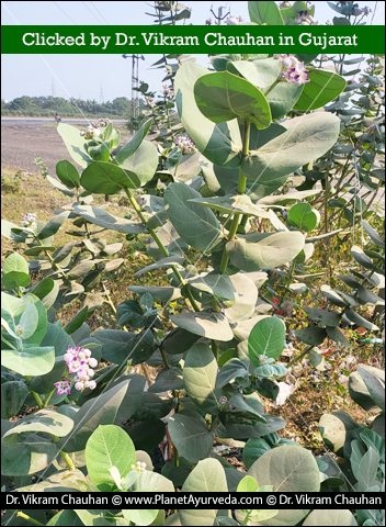 Calotropis Procera, Madaar, Shwet ark, Raktaark, Shwetark, Rakta ark, Versatile Plant, Medicinal Properties, Apocynaceae, Akanda, Madar, Classical Reference, Properties Of Calotropis Procera, Medicinal Uses Of Calotropis Procera, Dosage And Formulation, Medicinal Products Containing Arka, Calotropis Procera Plant, Benefits Of Calotropis Procera, Pharmacological Properties, Classical Categorization, Sanskrit Synonyms Of Calotropis Procera 