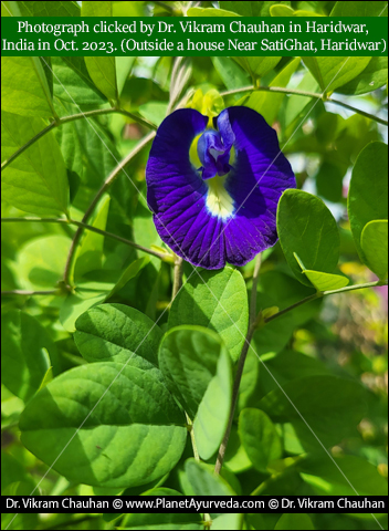 Clitoria Ternatea, Aparajita, Versatile Plant, Medicinal Properties, Classical Reference, Properties Of Clitoria Ternatea, Medicinal Uses Of Clitoria Ternatea, Dosage And Formulation, Medicinal Products Clitoria Ternatea, Clitoria Ternatea Plant, Benefits Of Clitoria Ternatea, Pharmacological Properties, Classical Categorization, Sanskrit Synonyms Of Clitoria Ternatea