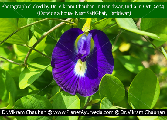 Clitoria Ternatea, Aparajita, Versatile Plant, Medicinal Properties, Classical Reference, Properties Of Clitoria Ternatea, Medicinal Uses Of Clitoria Ternatea, Dosage And Formulation, Medicinal Products Clitoria Ternatea, Clitoria Ternatea Plant, Benefits Of Clitoria Ternatea, Pharmacological Properties, Classical Categorization, Sanskrit Synonyms Of Clitoria Ternatea