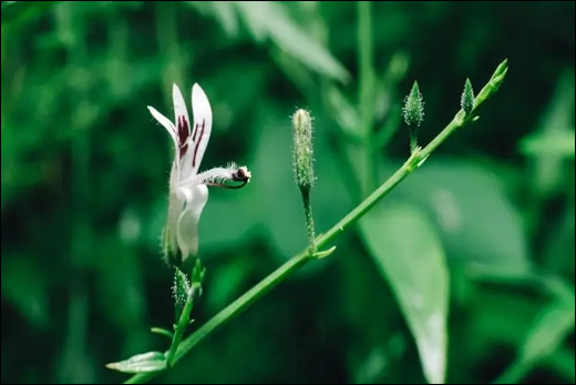 Kalmegh / Creat / Andrographis paniculata Kalmegh Ayurvedic Properties, Benefits of Kalmegh, Botanical Name of Kalmegh, Classification, Effects On Doshas, Synonyms, Andrographis paniculata, Creat, Health,
Dosage, Ayurvedic products
