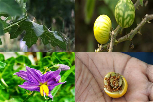 Kantkari / Wild EggPlant / Solanum xanthocarpum Kantkari Ayurvedic Properties, Benefits of Kantkari, Botanical Name of Kantkari, Classification, Effects On Doshas, Synonyms, Solanum xanthocarpum, Wild EggPlant, Health, Dosage, Ayurvedic products