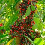 Abrus Precatorius - Medicinal Uses, Benefits of Abrus