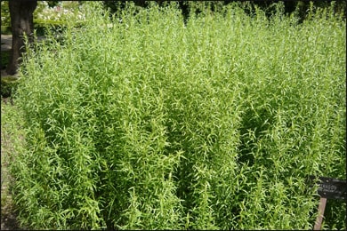 Tarragon (Artemisia Dracunculus)