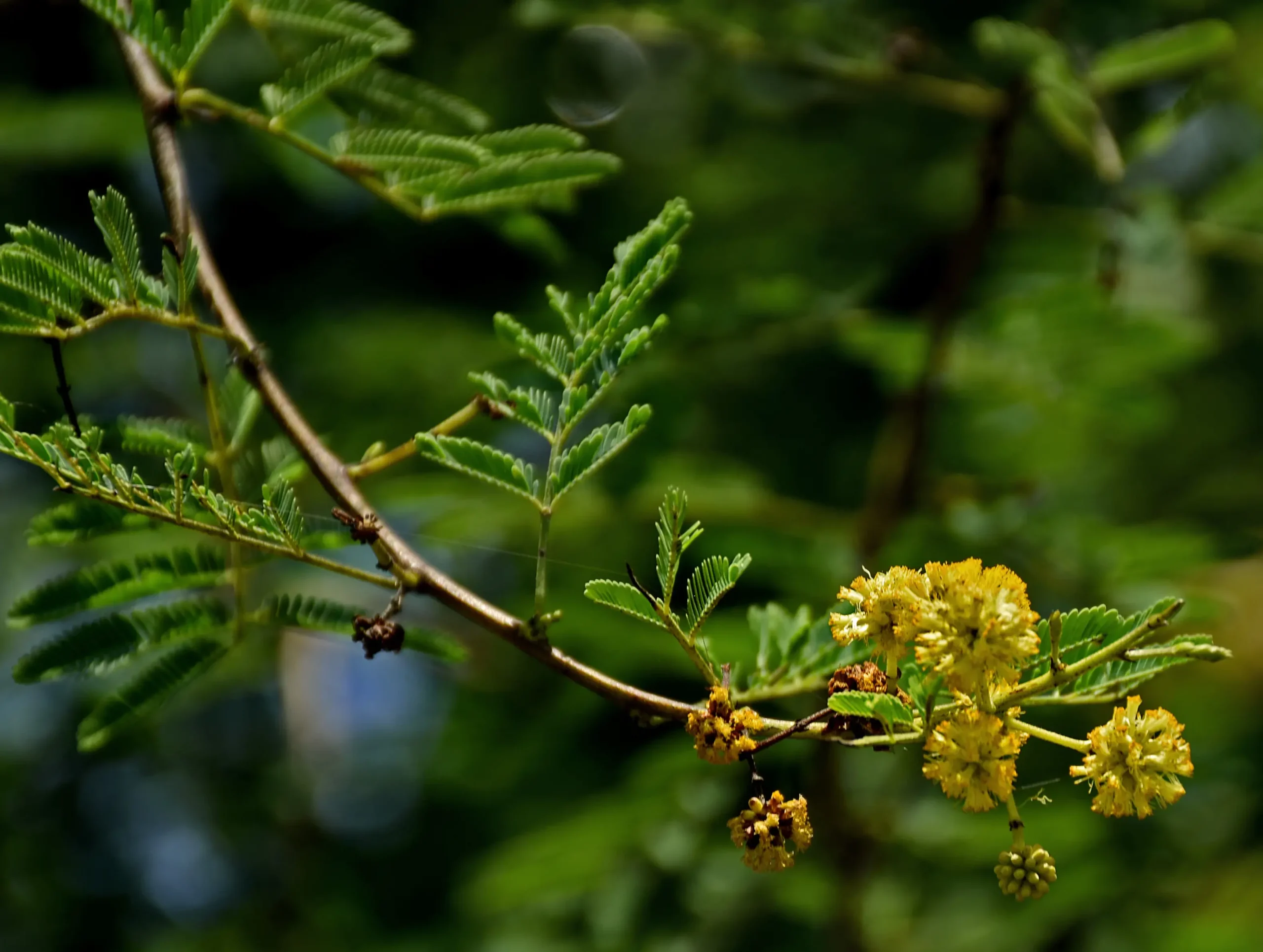 babul tree