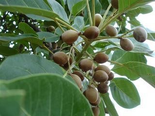 bahera
