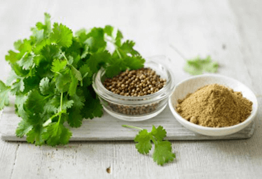 Coriander (Coriandrum sativum) Seeds