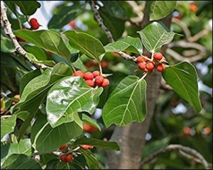 Ban Tree What are the Health Benefits and Uses of a Banyan Tree (Ficus ...