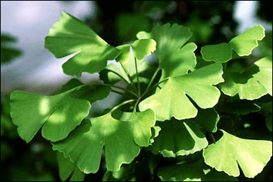Ginkgo Leaves