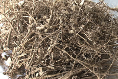 Kava Root Cut