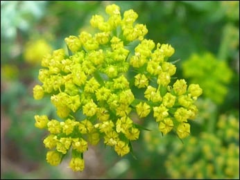 Fernleaf Biscuitroot (Lomatium Dissectum)