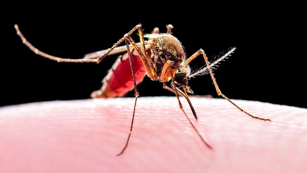 Malaria - Mosquito Bite Fever