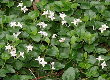 Health Benefits of Partridgeberry (Mitchella Repens)