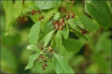 Sandalwood (Santalum Album)