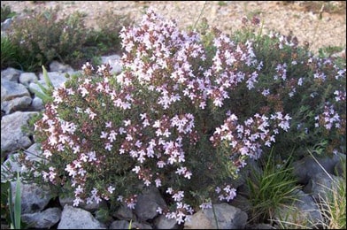 Thymus Vulgaris