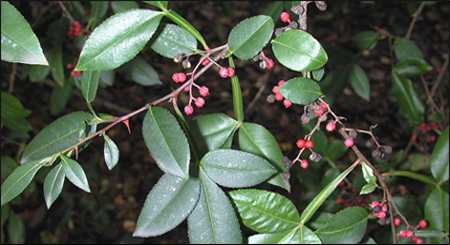 Tumbru / Tejovati (Zanthoxylum armatum) Tumbru / Tejovati (Zanthoxylum armatum)
