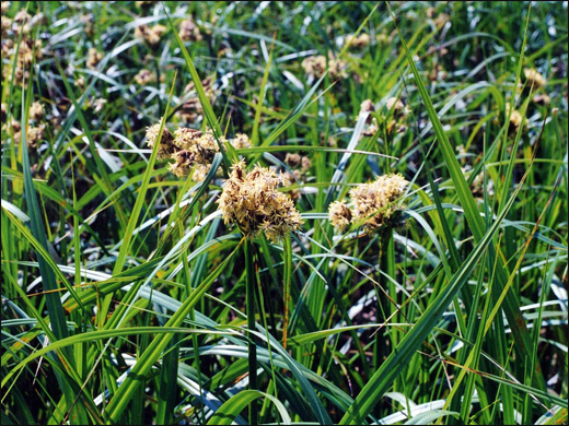Water chestnut/ Kaseru/ Scirpus kysoor Roxb. Scirpus grossus Linn. Water chestnut/ Kaseru/ Scirpus kysoor Roxb. Scirpus grossus Linn.
