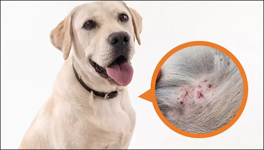 Folliculitis in Dogs Folliculitis in Dogs
