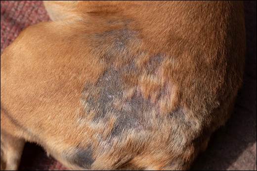 Mange in Dogs