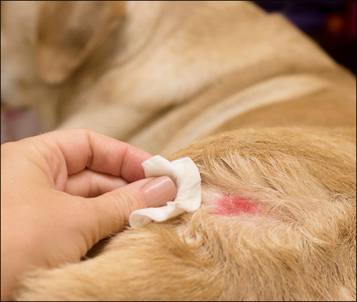 Puppy Pyoderma Puppy Pyoderma