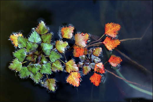 Water Caltrops/ Water Chestnut/ Trapa bispinosa Roxb.
