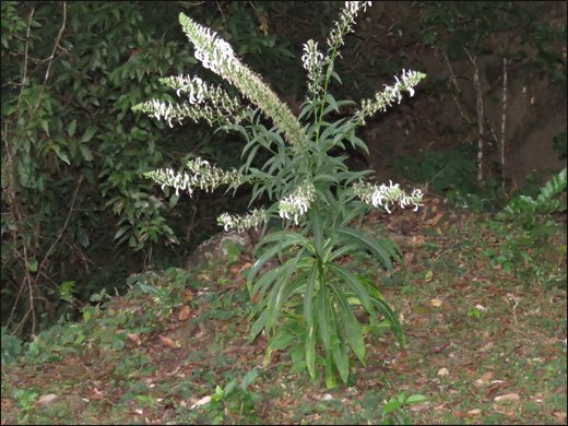 Wild tobacco/ Lobelia nicotianaefolia Heyne