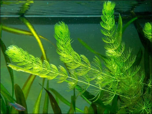 Ceratophyllum demersum Linn./ Shaivala/ Sivara/ Coontail Ceratophyllum demersum Linn./ Shaivala/ Sivara/ Coontail