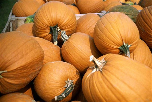 Field Pumpkin/ Cucurbita pepo Linn. Field Pumpkin/ Cucurbita pepo Linn.