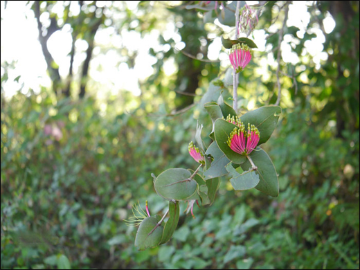 Banda/ Loranthus Longiflorus Desr./ Dendrophthoe falcata/ Viscum album Linn. 