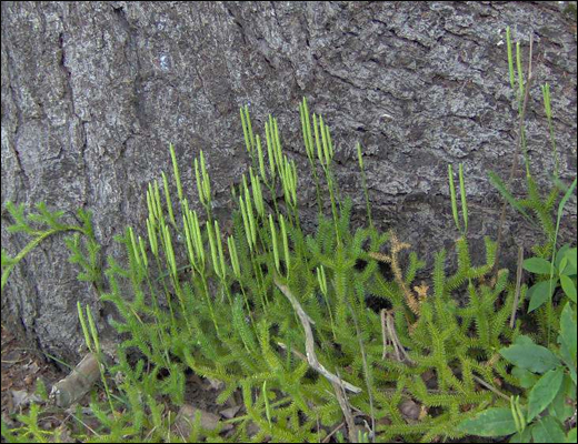 Lycopodium clavatum Linn./ Vegetable Sulphur Lycopodium clavatum Linn./ Vegetable Sulphur