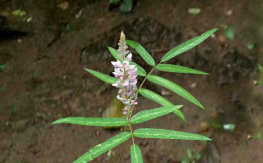Prishnaparni/ Uraria Picta Prishnaparni/ Uraria Picta